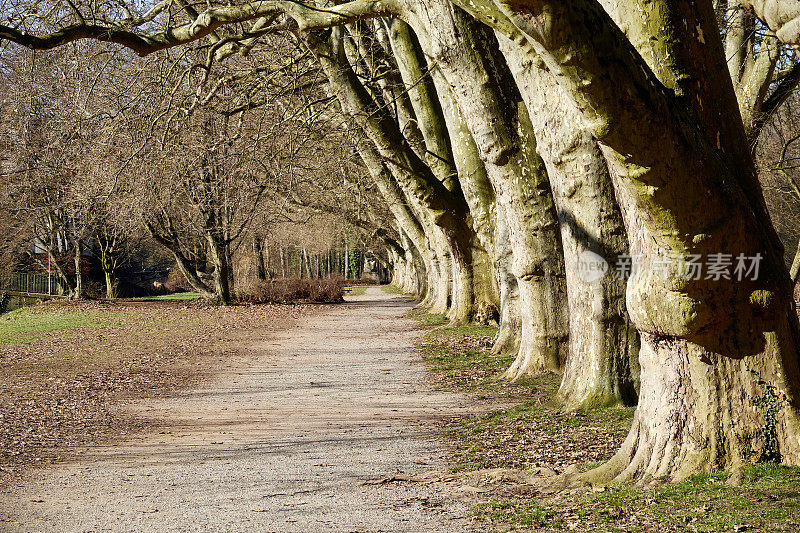 Tübingen plane tree allee